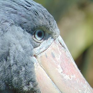 Shoebill
