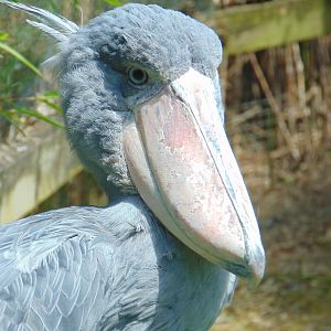 Shoebill