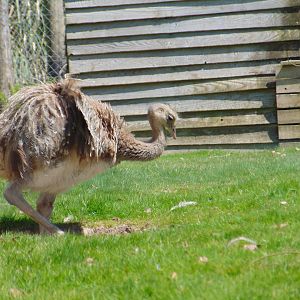 Darwin's Rhea