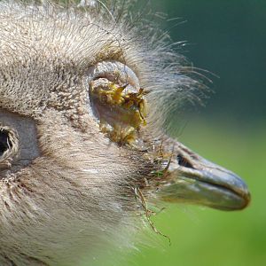 Darwin's Rhea