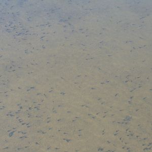 Tadpoles