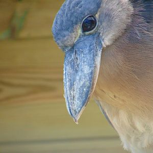 Boat-billed Heron