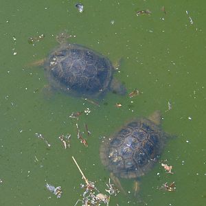 European Pond Turtles
