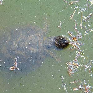 European Pond Turtle