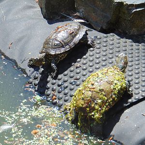European Pond Turtles