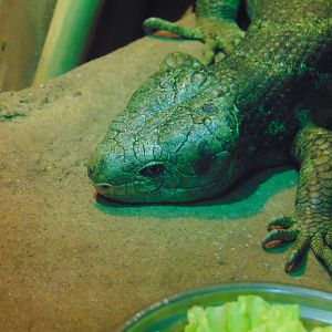 Prehensile-tailed Skink