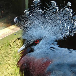 Victoria Crowned Pigeon