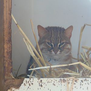 Rusty-spotted Cat