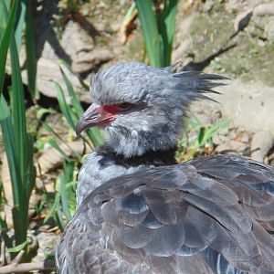 Southern Screamer