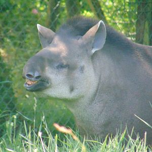 Brazilian Tapir