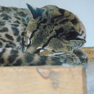 Margay