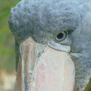 Shoebill