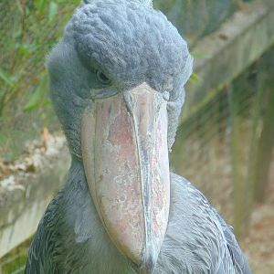 Shoebill