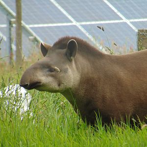 Brazilian Tapir