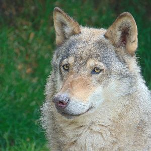 Eurasian Grey Wolf