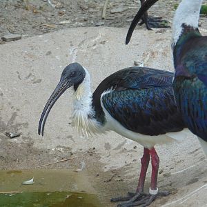 Straw-necked Ibises
