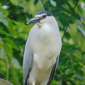 Black-crowned Night Heron