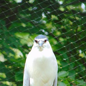 Black-crowned Night Heron