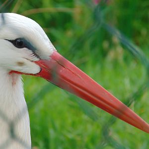 European White Stork