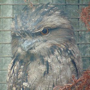 Tawny Frogmouth
