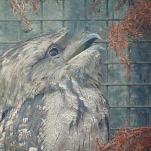 Tawny Frogmouth