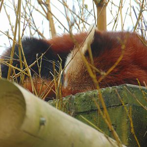 Red Panda