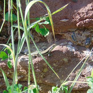 Wall Lizard (?)