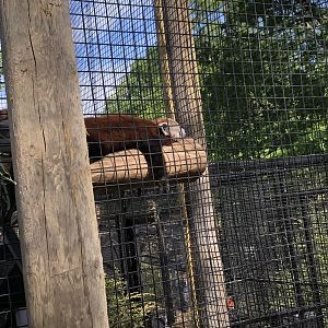 New Red Panda Exhibit