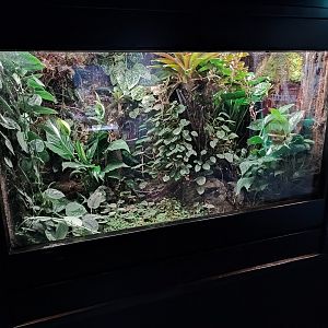 Indoor area - poison dart frog terrarium