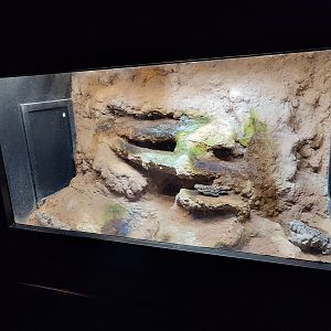 Indoor area - Majorcan midwife toad terrarium