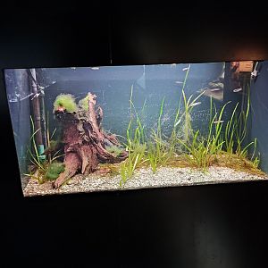 Indoor area - red madagascar panchax aquarium