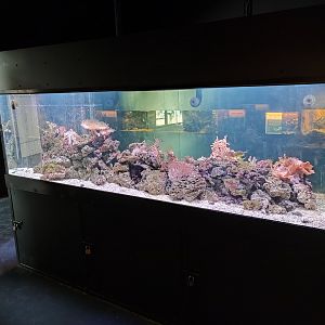 Indoor area - Caribbean reef aquarium