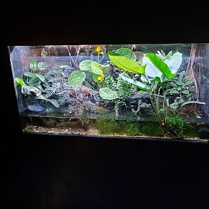 Indoor area - blue vampire crab paludarium