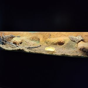 Indoor area - Portuguese fire salamander terrarium