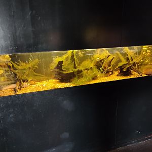 Indoor area - axolotl aquarium