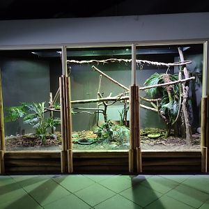 Indoor area - green iguana and red-footed tortoise enclosure