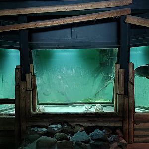 Indoor area - pacu aquarium