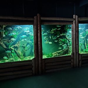 Indoor area - red-bellied piranha aquarium