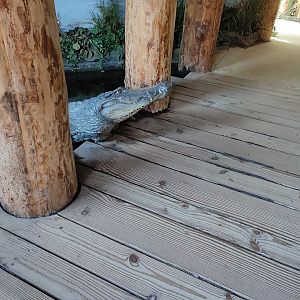 Indoor area - fake Nile crocodile