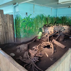 Indoor area - big hairy armadillo enclosure
