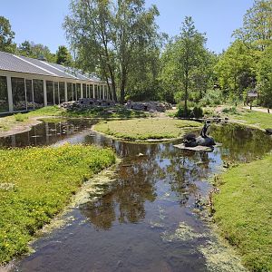 African penguin walk-through enclosure - front part