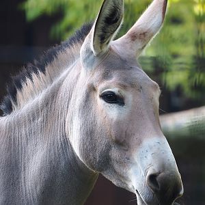 Somali wild ass (Equus africanus somaliensis), 2022-10-19