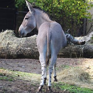 Somali wild ass (Equus africanus somaliensis), 2022-10-19