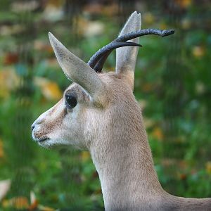 Slender-horned gazelle (Gazella leptoceros), 2022-10-19