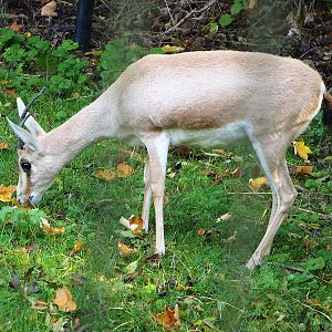 Slender-horned gazelle (Gazella leptoceros), 2022-10-19