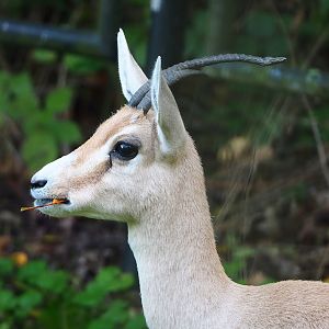 Slender-horned gazelle (Gazella leptoceros), 2022-10-19