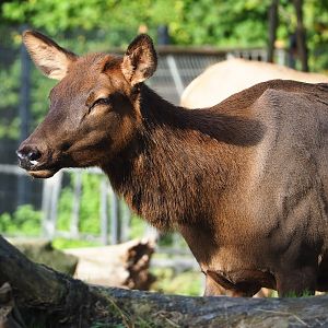 Rocky Mountain wapiti (Cervus canadensis nelsoni), 2022-10-19
