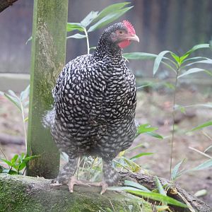 Malines cuckoo chicken (Gallus gallus domesticus), 2022-10-19