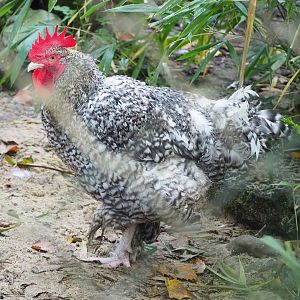 Malines cuckoo rooster (Gallus gallus domesticus), 2022-10-19