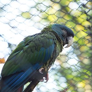 Blue-headed macaw (Primolius couloni), 2022-10-19